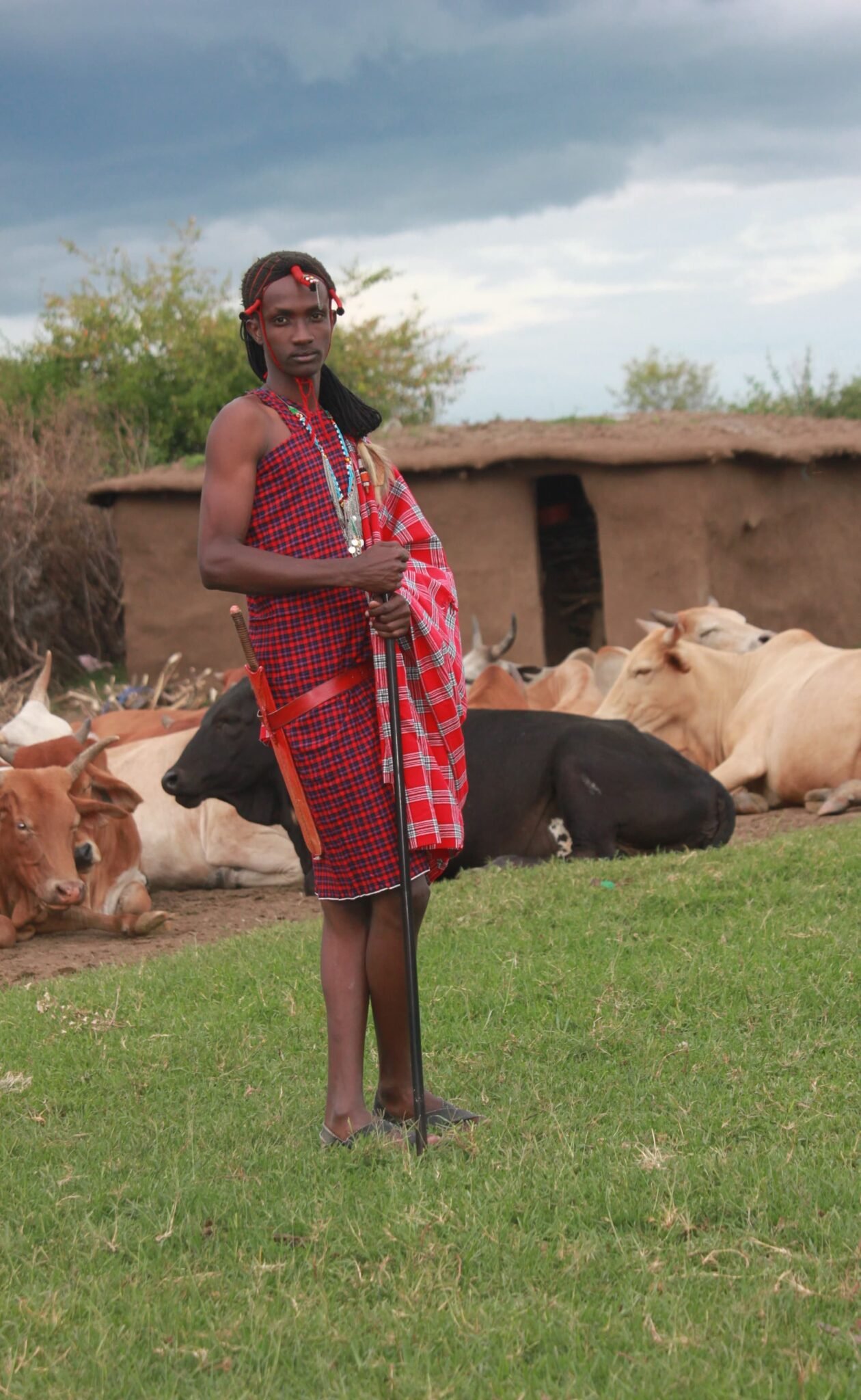 Maasai culture and herding